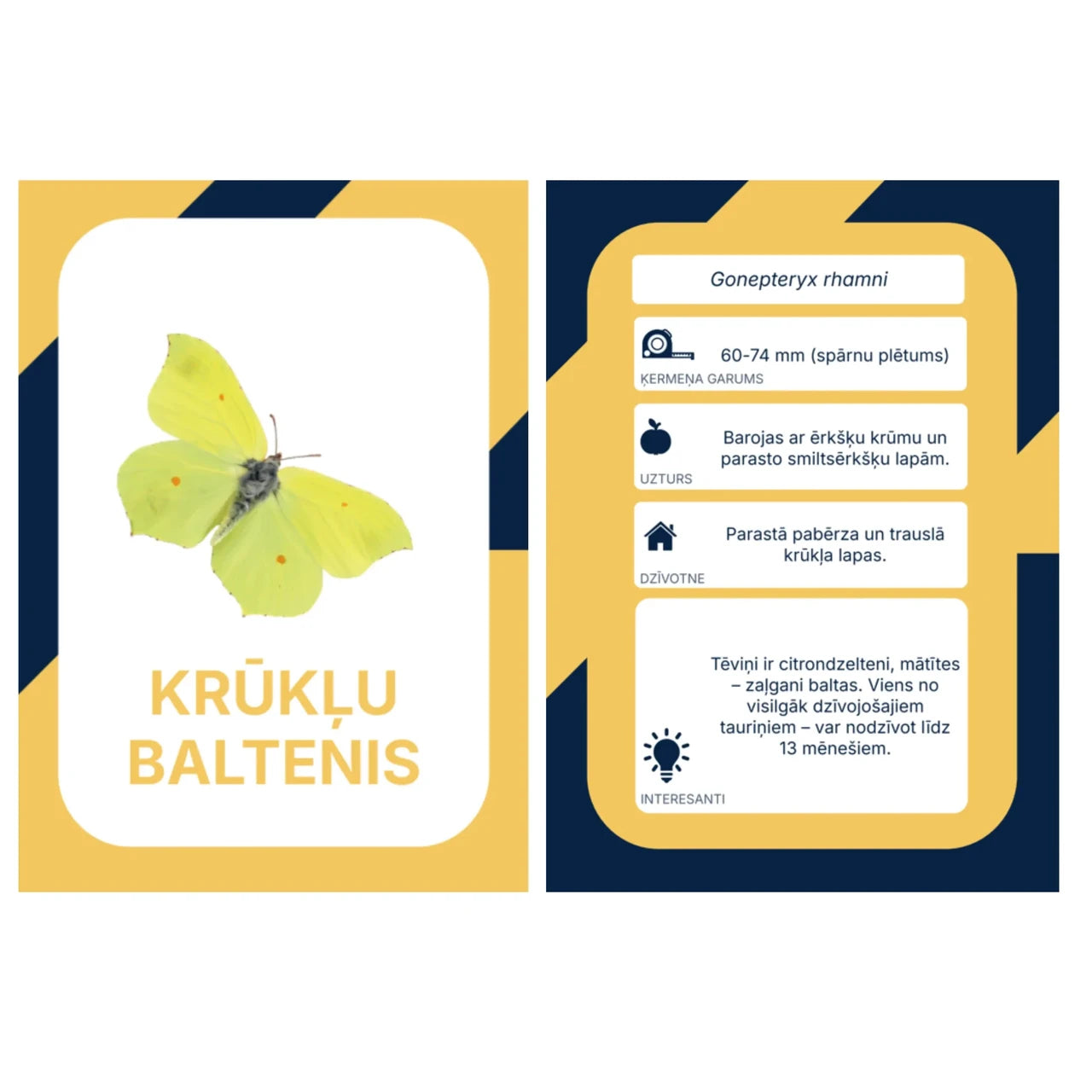 Mācību kartītes "Latvijas kukaiņi"
