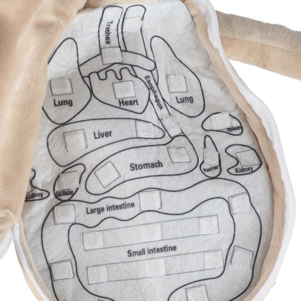 Izglītojoša anatomijas lelle “Cilvēka ķermenis”, zēns