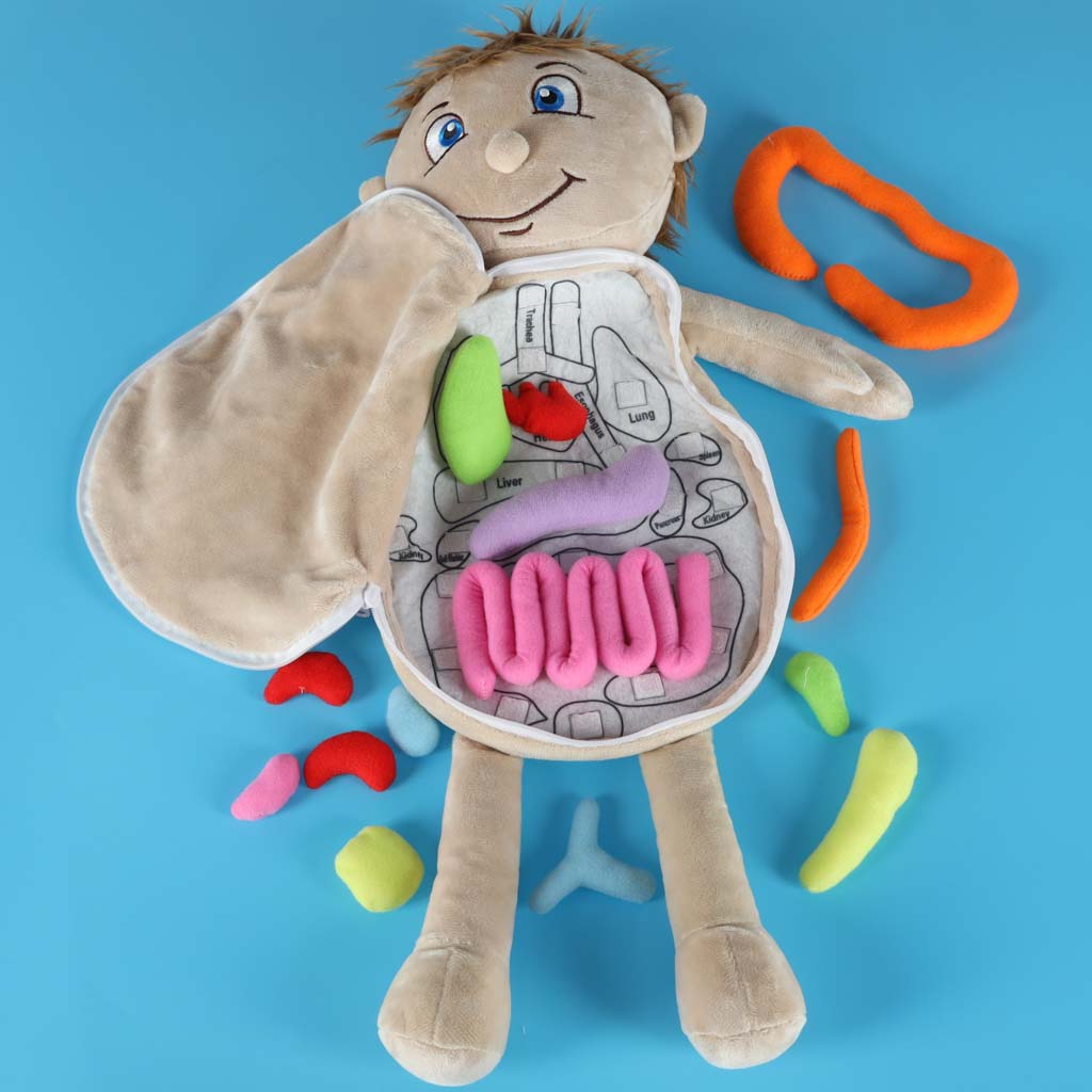 Izglītojoša anatomijas lelle “Cilvēka ķermenis”, zēns