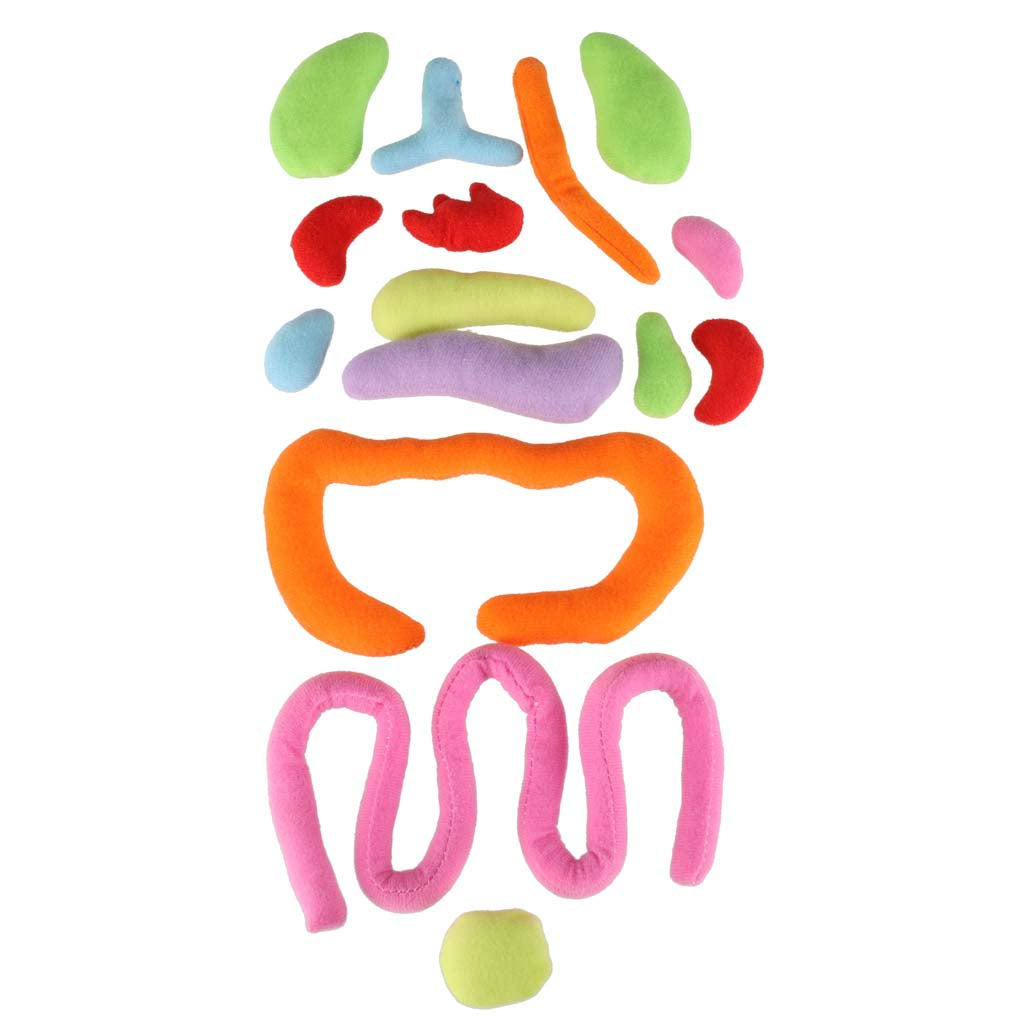 Izglītojoša anatomijas lelle "Cilvēka ķermenis", meitene